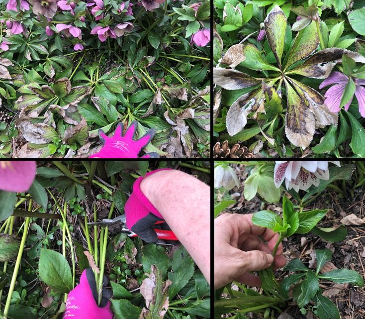 Clockwise from top left: Old leaves of hellebore form a skirt at the base the  plant; winter ravaged leaves; remove older leaves with pruners close to the base of the plant; new growth emerges from the center of the plant.