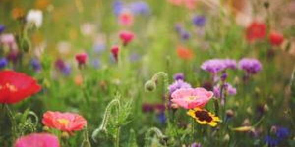 Field of wildflowers