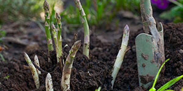Asparagus sprouts in garden