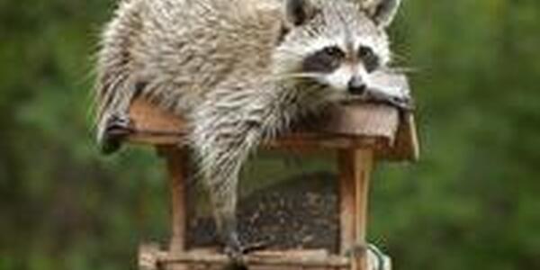 Raccoon on birdfeeder