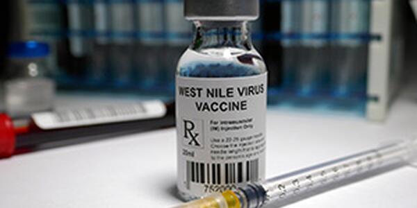 West Nile Virus vaccine