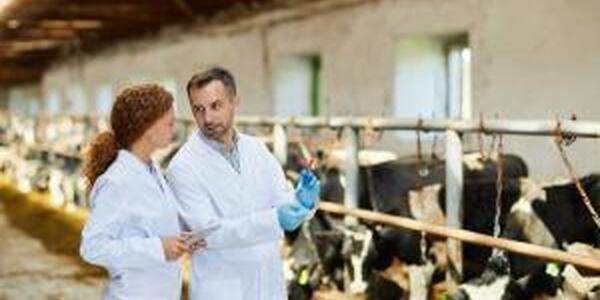 Researchers with cows
