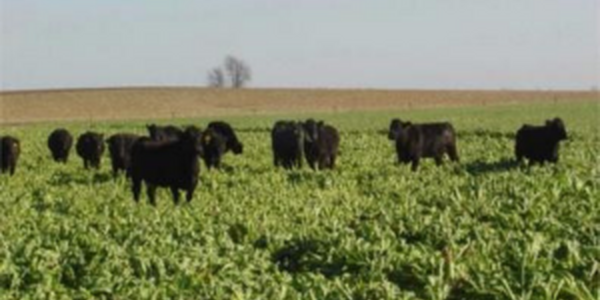 Cattle grazing on cover crops at the Dudley Smith farm