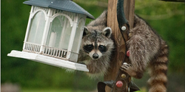 Raccon on a pole trying to get at a bird feeder