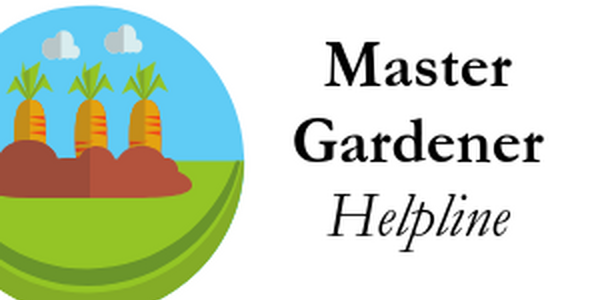 Row of carrots off to the side of Master Gardener Helpline