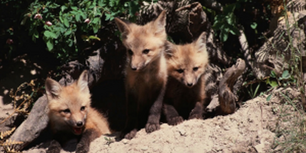 three fox kits peeping out of den