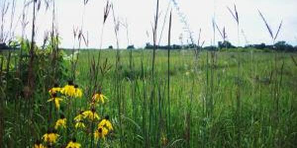 Closeup of prairie grass and flowers