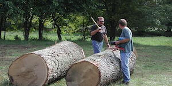 Grading white oak logs
