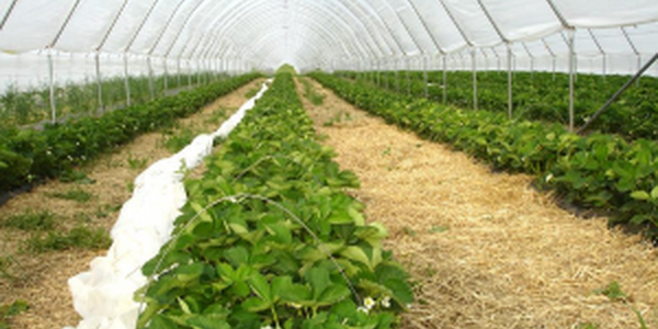 photo of high tunnels