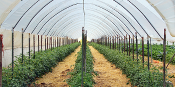 rows of plants growing inside high tunnel