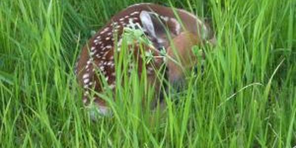 young deer fawn hiding in grass