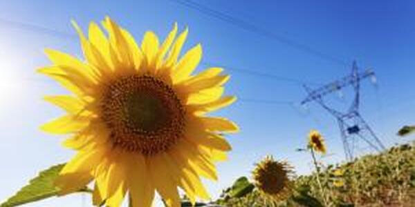 Sunflower growing under powerline