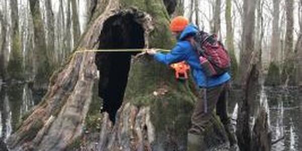 person measuring a tree