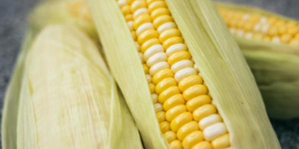 Photo of corn in a husk