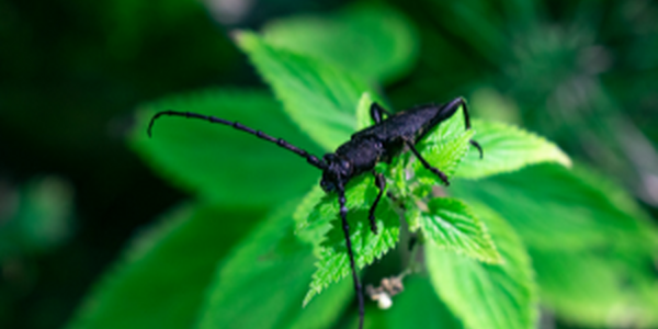 Black Bug on a Leaf