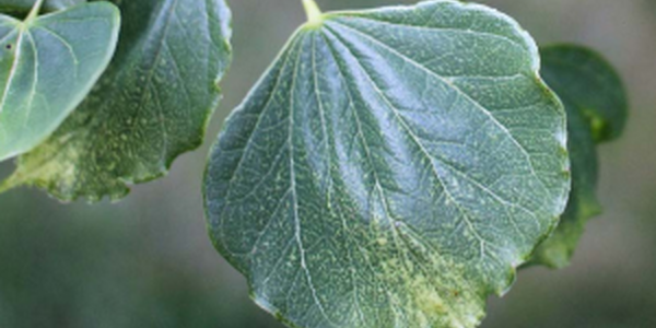 leaf harmed by herbicide