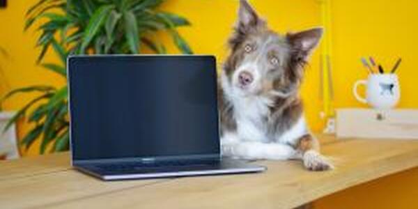 Dog next to laptop