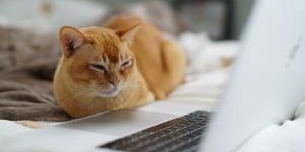 Cat on bed looking at laptop