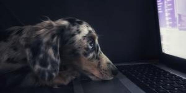 Dog looking at screen with head on keyboard