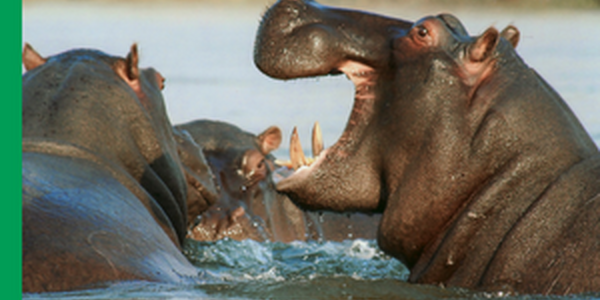 hippos. one with its mouth open wide.