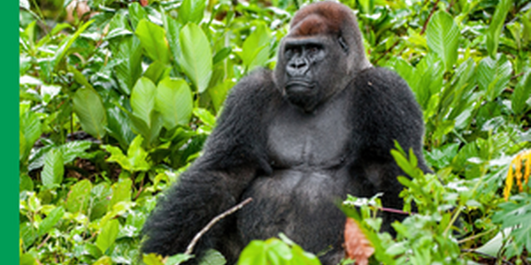 gorilla sitting in tall grasses and plants