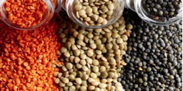 variety of lentils 