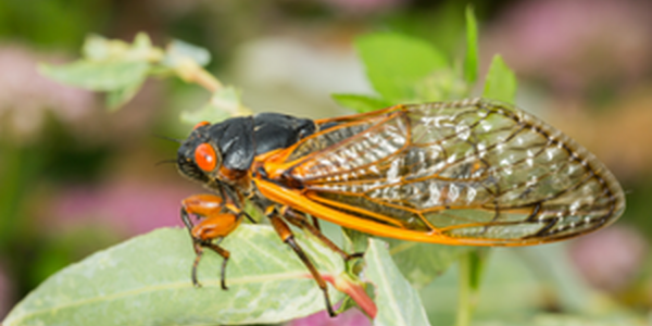 Cicada on leaf
