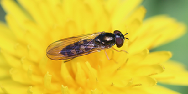 Syrphid on flower