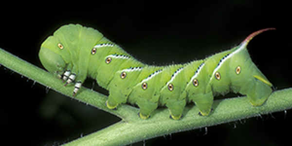Tomato Hornworm