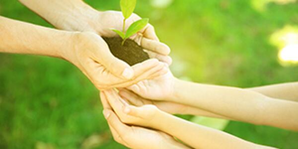 Hands holding seedling.