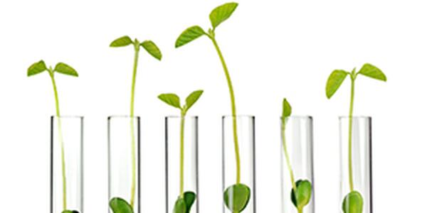 Green sprouts in test tubes against a white background. 