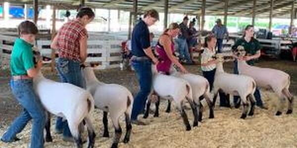 youth exhibiting sheep