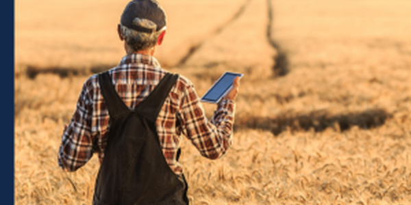 male farmer looking out over his wheat field with a phone in his hand