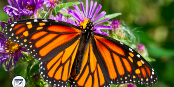 Monarch butterfly