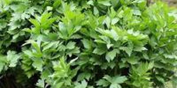 Lovage herb plant