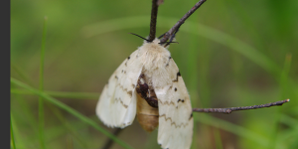 gypsy moth hanging on a stick in the grass