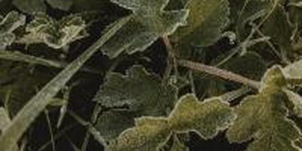 Scented Geranium herb plant
