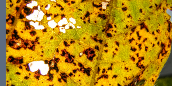 reddish brown soybean rust on a soybean leaf