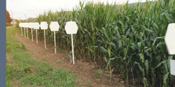 corn test plot