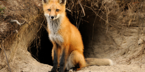 fox coming out of a den