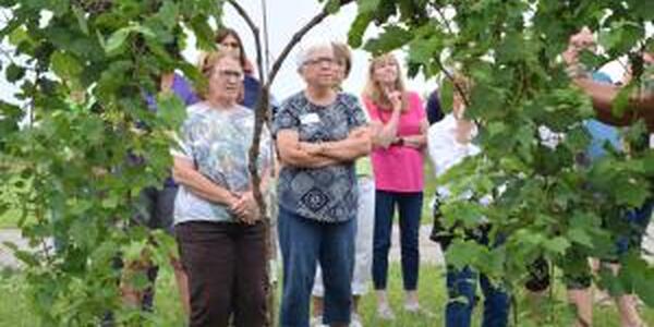 three women photo graphed through opening in a grape vine