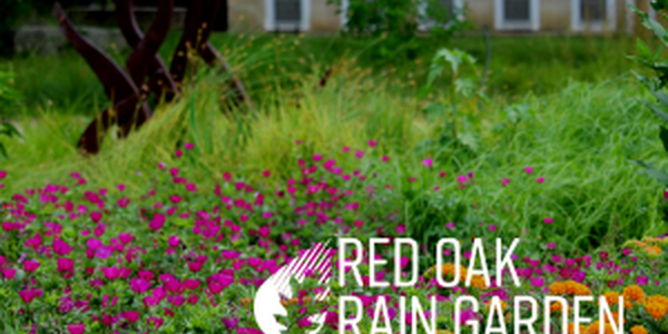 plants in the Red Oak Rain Garden