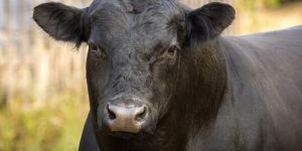 Angus bull cattle