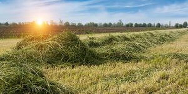 cut hay field