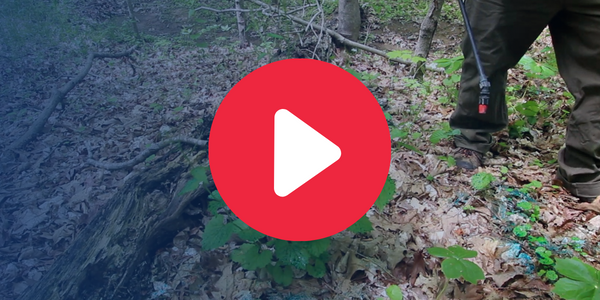 play button over photo of garlic mustard herbicide