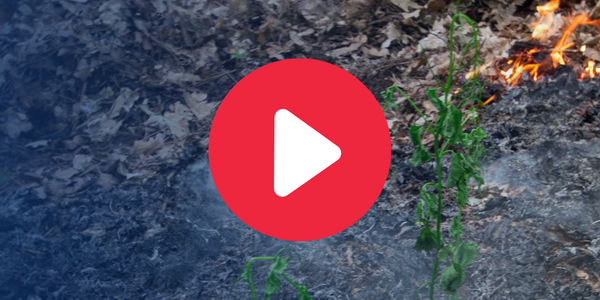 play button over photo of garlic mustard fire