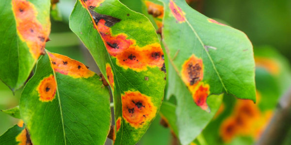 plant leaves with unnatural orange spots