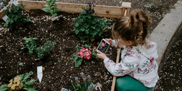female child taking picture of flowering plant in garden bed