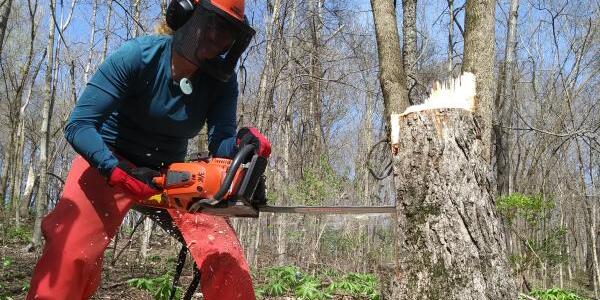 woman in safety gear uses chain saw to cut tree trunk