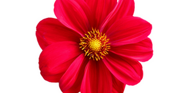 A red flower